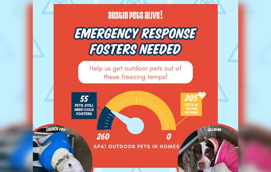 Austin Community Rallies to Shelter Animals During Cold Snap, APA! Finds Foster Homes for Hundreds