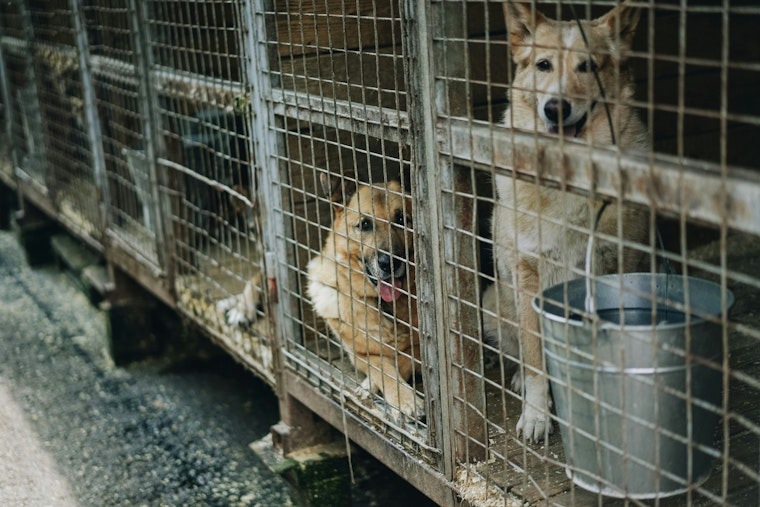 Austin Contemplates Euthanasia for Aggressive Dogs as Animal Shelter Reaches Capacity
