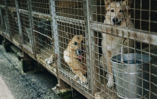 Austin Contemplates Euthanasia for Aggressive Dogs as Animal Shelter Reaches Capacity