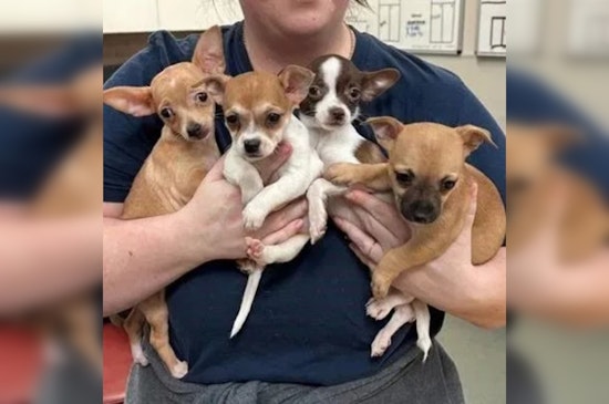 Austin Humane Society Saves 13 Chihuahuas From Overcrowded Conditions, Preps Them for Adoption