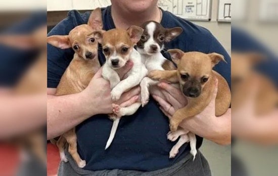 Austin Humane Society Saves 13 Chihuahuas From Overcrowded Conditions, Preps Them for Adoption