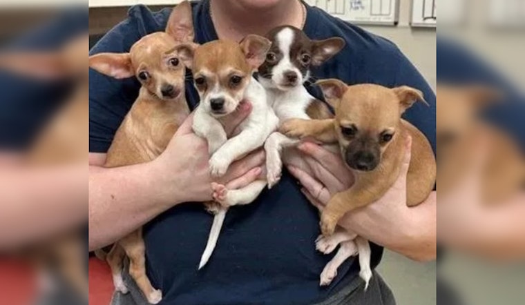 Austin Humane Society Saves 13 Chihuahuas From Overcrowded Conditions, Preps Them for Adoption