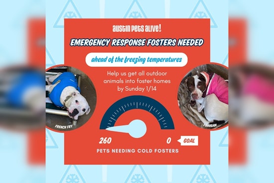 Austin Pets Alive! Seeks Emergency Fosters to Protect Over 200 Animals from Chilling Texas Weather