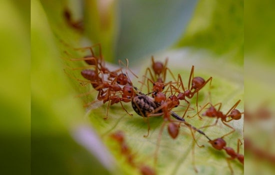 Austin Residents Turn to Organic Strategies Against Fire Ant Menace, Texas A&M's Innovative Research Inspired by Ants' Remarkable Abilities