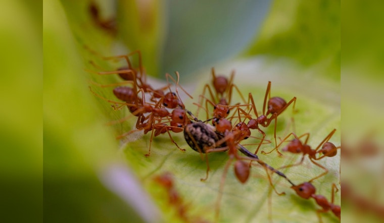 Austin Residents Turn to Organic Strategies Against Fire Ant Menace, Texas A&M's Innovative Research Inspired by Ants' Remarkable Abilities