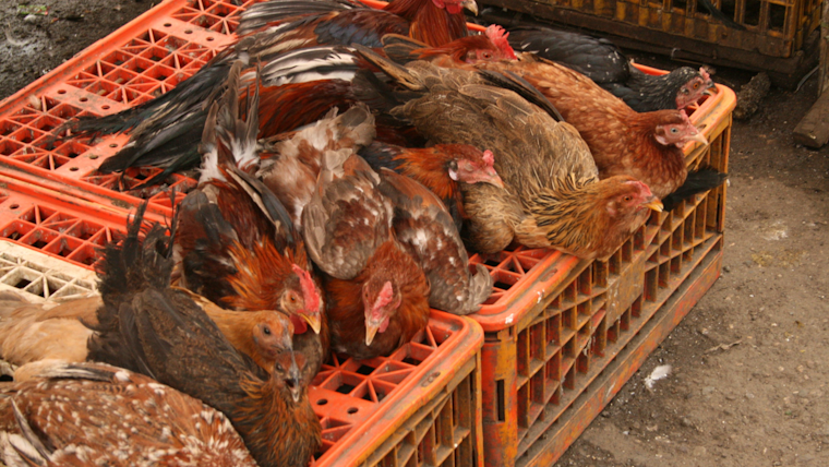 Avian Flu Outbreak Decimates 5.5 Million Birds in California as Sonoma, Marin County Farms Reel From Impact