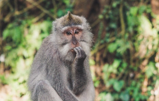 Bainbridge Faces Pushback Over Prospective Largest U.S. Monkey Breeding Facility Amid Environmental and Health Concerns