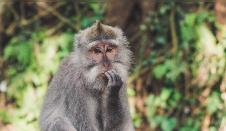 Bainbridge Faces Pushback Over Prospective Largest U.S. Monkey Breeding Facility Amid Environmental and Health Concerns