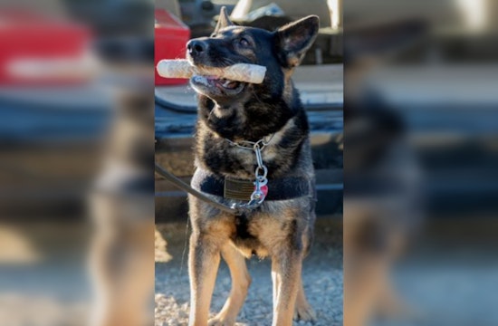 Border Patrol K-9 in Indio Uncovers $250K in Liquid Meth Hidden in Truck's Gas Tank