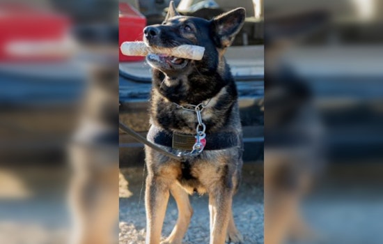 Border Patrol K-9 in Indio Uncovers $250K in Liquid Meth Hidden in Truck's Gas Tank