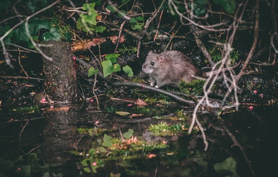 Boston Councilor Ed Flynn Advocates for Creation of a 'Rat Czar' to Combat City's Rodent Woes