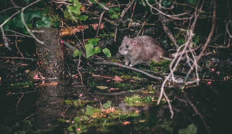 Boston Councilor Ed Flynn Advocates for Creation of a 'Rat Czar' to Combat City's Rodent Woes