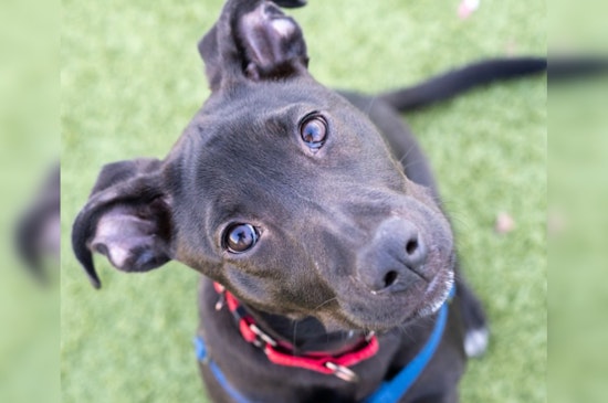Boston Pioneers Nation's First Animal Cruelty Task Force to Combat Disturbing Rise in Abuse Cases