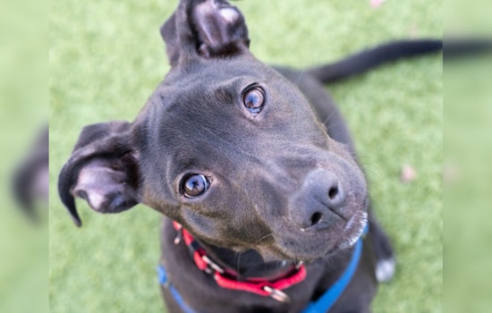 Boston Pioneers Nation's First Animal Cruelty Task Force to Combat Disturbing Rise in Abuse Cases
