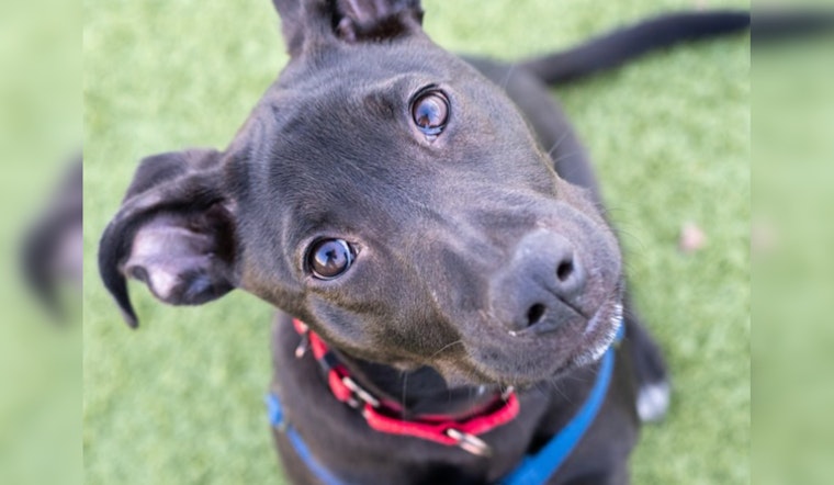 Boston Pioneers Nation's First Animal Cruelty Task Force to Combat Disturbing Rise in Abuse Cases