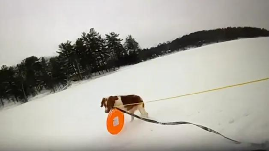 Brave Dog Assists in Saving Owner from Icy Waters of Arbutus Lake Near Traverse City