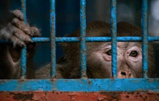 Brazoria County and Pearland Officials Unite in Opposition to Charles River Laboratories' Proposed Monkey Facility