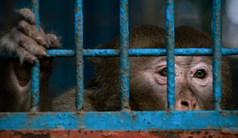 Brazoria County and Pearland Officials Unite in Opposition to Charles River Laboratories' Proposed Monkey Facility