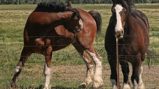 Budweiser's Beloved Clydesdales and Lab Return amidst Super Bowl Ad Frenzy Featuring Humor, Nostalgia, and Celebs