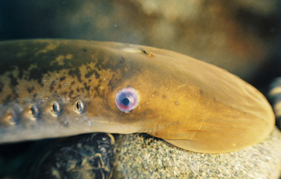 California Waters Reveal Unexpected Diversity with Discovery of Potential New Lamprey Species