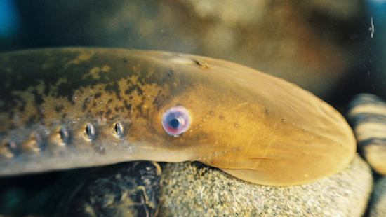 California Waters Reveal Unexpected Diversity with Discovery of Potential New Lamprey Species