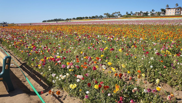Carlsbad's The Flower Fields Set to Enchant Visitors with "Spring into Color" Season Starting March 1