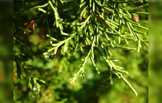 Central Texas Allergy Sufferers Face Intense Cedar Pollen Season, High Counts Persist into New Year