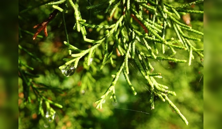 Central Texas Allergy Sufferers Face Intense Cedar Pollen Season, High Counts Persist into New Year
