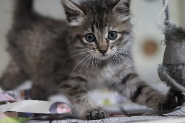 Chandler Cat Colony Under Attack, Police Probe BB Gun Assaults on Local Felines