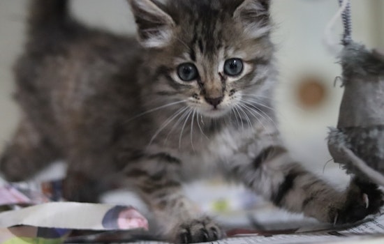 Chandler Cat Colony Under Attack, Police Probe BB Gun Assaults on Local Felines