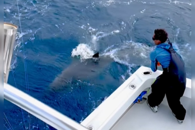 Charter Captain's Epic Battle with a 1,000-Pound Great White in Fort Lauderdale Waters