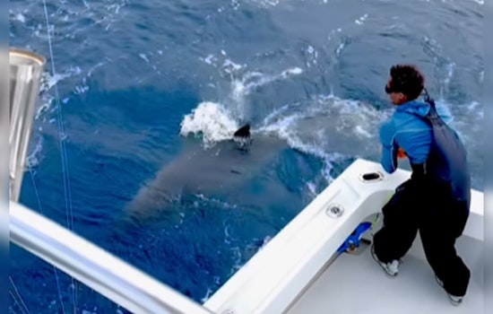 Charter Captain's Epic Battle with a 1,000-Pound Great White in Fort Lauderdale Waters