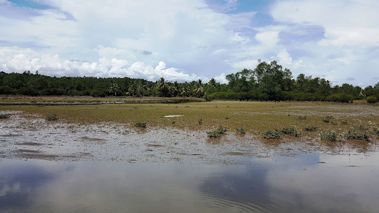Coastal Wetlands Blow Hot with Unexpected Methane Surges