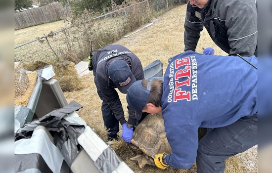 College Station Firefighters Swiftly Rescue 150-Pound Tortoise from Cold Snap's Grip
