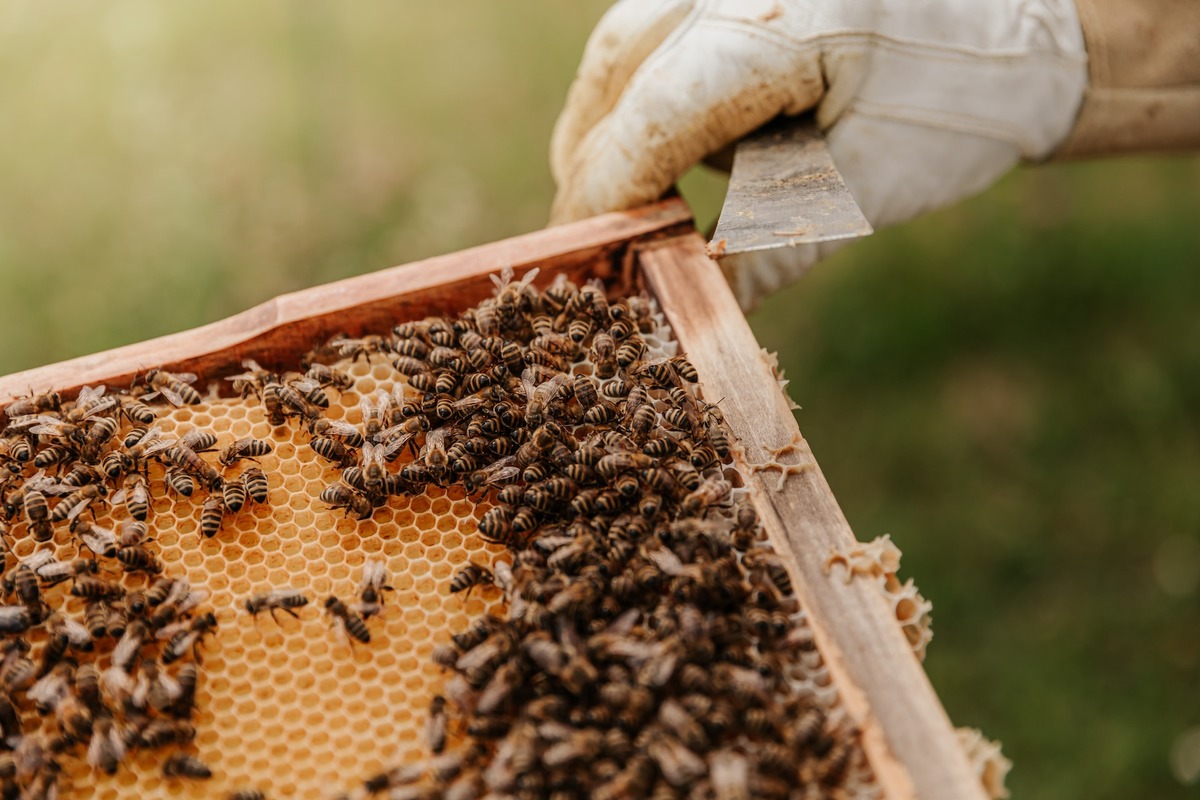 Coon Rapids Beekeepers with New City Ordinance and Permit