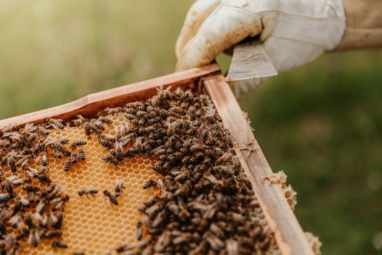 Coon Rapids Welcomes Beekeepers with New City Ordinance and Permit Process