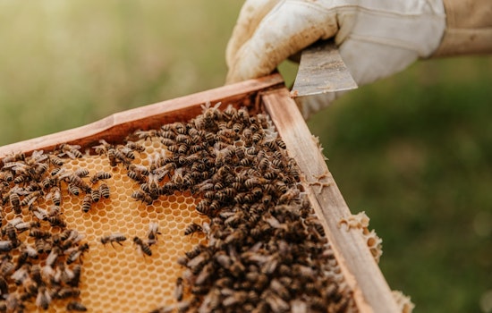 Coon Rapids Welcomes Beekeepers with New City Ordinance and Permit Process