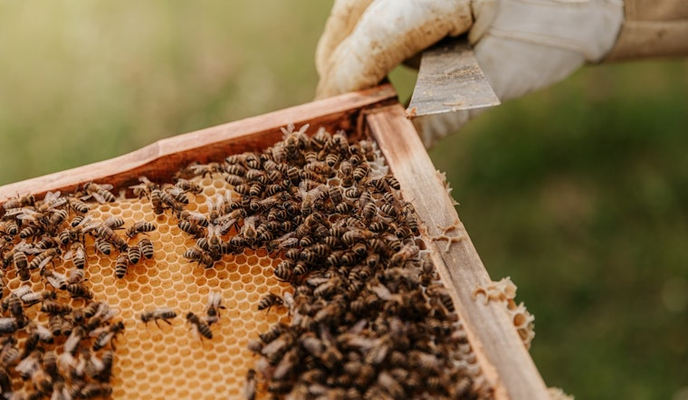 Coon Rapids Welcomes Beekeepers with New City Ordinance and Permit Process