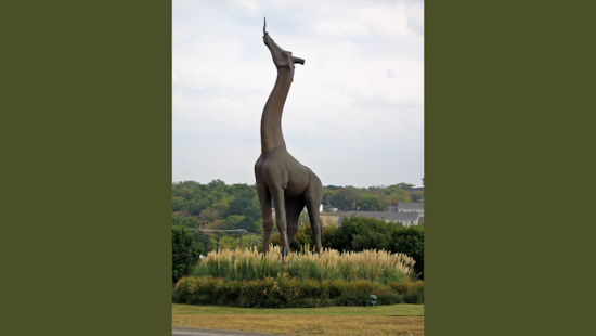Dallas Zoo Euthanizes Beloved Giraffe Ferrell Following Irreparable Jaw Injury