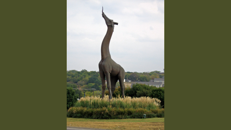 Dallas Zoo Euthanizes Beloved Giraffe Ferrell Following Irreparable Jaw Injury