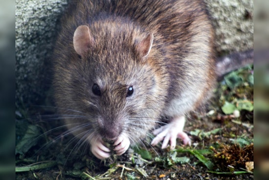 Dearborn Partners with Orkin in Innovative Subterranean Rat Baiting Effort Amid Environmental Concerns