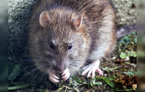 Dearborn Partners with Orkin in Innovative Subterranean Rat Baiting Effort Amid Environmental Concerns