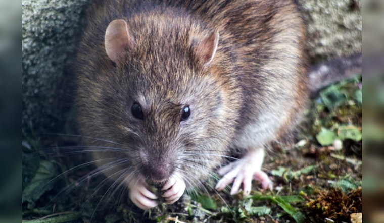 Dearborn Partners with Orkin in Innovative Subterranean Rat Baiting Effort Amid Environmental Concerns
