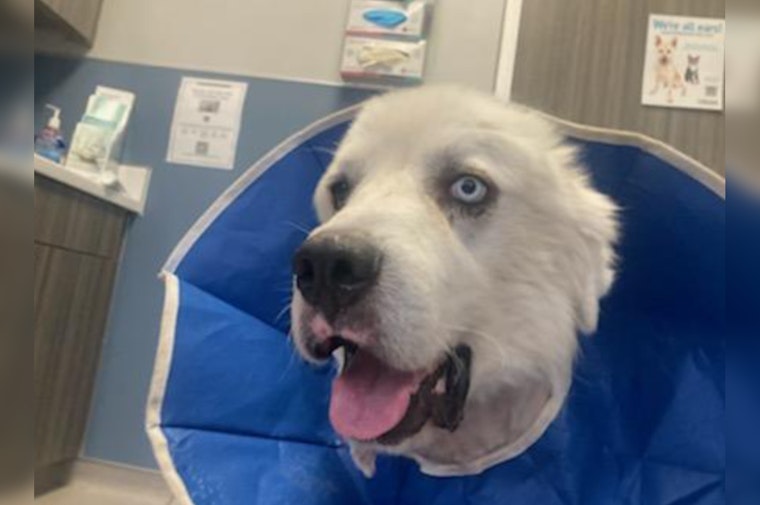 Decatur Farm Dog Casper Honored as People's Choice Pup After Valor in Coyote Skirmish