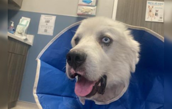 Decatur Farm Dog Casper Honored as People's Choice Pup After Valor in Coyote Skirmish