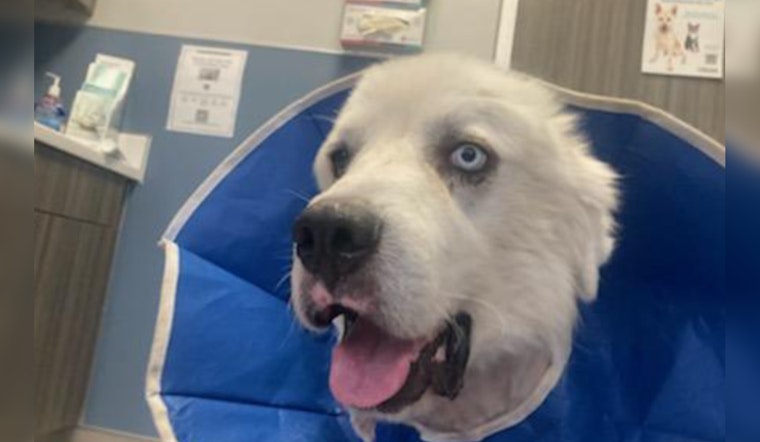 Decatur Farm Dog Casper Honored as People's Choice Pup After Valor in Coyote Skirmish
