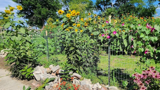 Detroit Unveils Generous Grants for Neighborhood Beautification, Applications Now Open