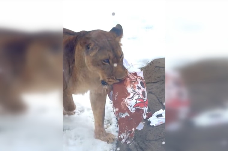 Detroit Zoo's Lions 'Tackle' Buccaneers Gear as City Rallies for Lions' Playoff Game