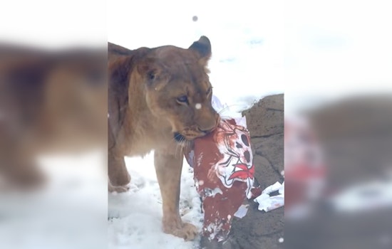 Detroit Zoo's Lions 'Tackle' Buccaneers Gear as City Rallies for Lions' Playoff Game