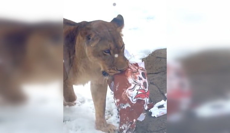 Detroit Zoo's Lions 'Tackle' Buccaneers Gear as City Rallies for Lions' Playoff Game
